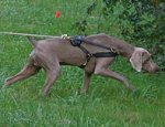 Adjustable Weimaraner dog harness- Tracking,Sled Leather Dog Harness -