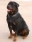 Adjustable Agitation/Protection Leather Dog Harness for Rottweiler