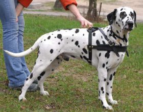 Adjustable Tracking/Pulling Leather Dog Harness-Dalmatian harness