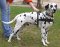 Adjustable Tracking/Pulling Leather Dog Harness-Dalmatian harness