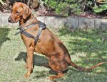 Adjustable Rhodesian Ridgeback Pulling/Tracking Leather Dog Harness