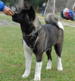 Adjustable Akita Protection Leather Dog Harness- custom dog harness