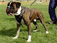 dog harness boxer dog training