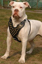 American bulldog dog harness