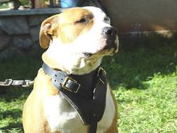 amstaff leather dog harness dog