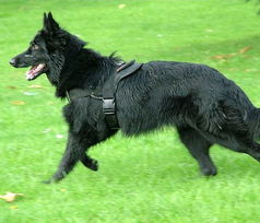 Adjustable Belgian Sheepdog harness- Nylon multi-purpose dog harness