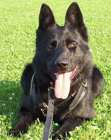 Adjustable Belgian Sheepdog Luxury Handcrafted Padded Harness