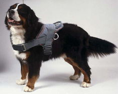 Adjustable Nylon dog harness for Giant Schnauzer , for Pulling/pulling