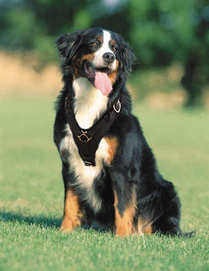 Bernese Mountain dog Handcrafted Leather Dog Harness