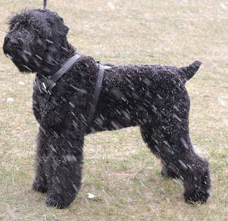 black russian terrier dog harness