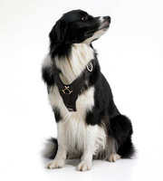 border collie dog harness