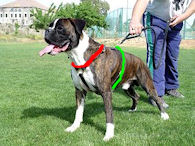 boxer harness