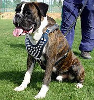 Adjustable Spike Leather Dog Harness for Boxer