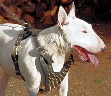 Adjustable Spiked Leather Dog Harness - Deluxe Bull Terrier Dog Harness