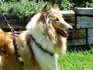 Tracking leather dog harness for collie