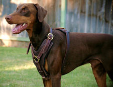 Adjustable Exclusive Handcrafted Padded Leather Dog Harness for Doberman