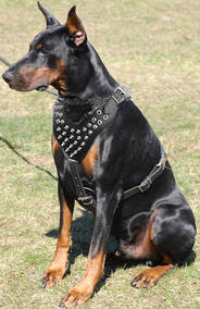 Adjustable Doberman Pinscher Spiked leather Dog Harness