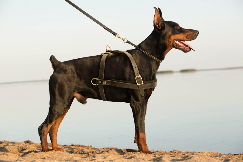 Multifunctional leather dog harness