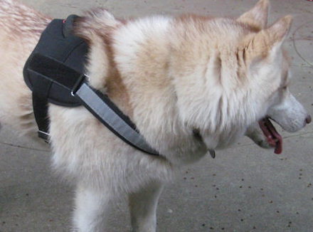 siberian-husky-Walking-Nylon-Dog-Harness-handle