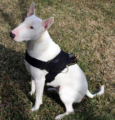 Adjustable English Bull Terrier Nylon multi-purpose dog harness for walkin