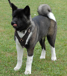 Adjustable Akita Exclusive Handcrafted Leather Dog Harness- Akita Inu