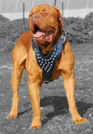 Adjustable Dogue De Bordeaux Spiked Dog Harness-French mastiff dog harness