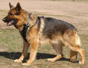 leather dog harness for german shepherd 