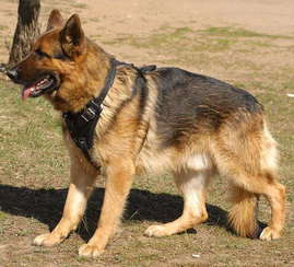 german shepherd dog harness