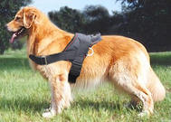 Nylon dog harness for Golden Retriever harness