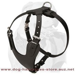 Leather Dog Harness For Active Dogs