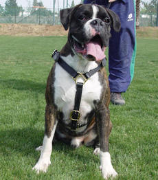 Adjustable Luxury handcrafted dog harness- Boxer breed