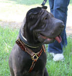tracking leather dog harness for Sharpei