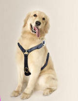labrador handmade leather dog harness