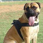 Adjustable Nylon multi-purpose dog harness for Pulling / Tracking