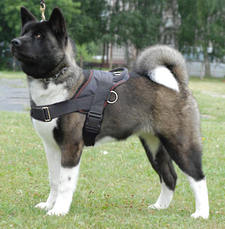 Adjustable Akita Nylon multi-purpose dog harness pulling-Japanese Akita
