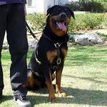 Adjustable Luxury handcrafted dog harness- Rottweiler dog