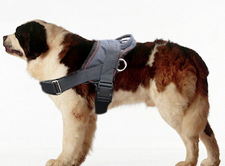 Saint Bernard dog harness-Adjustable Nylon dog harness for Pulling/pulling