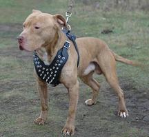 Pitbull spiked leather dog harness