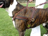 dog harness for Tracking 