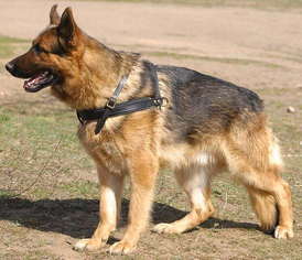 Adjustable Tracking/Pulling Leather Dog Harness-German shepherd harness