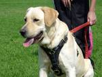 Adjustable Tracking Walking leather dog harness- Labrador Retriever harness