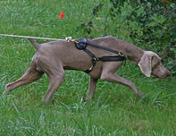 Adjustable Weimaraner dog harness- Tracking,Sled Leather Dog Harness -