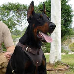 Adjustable Agitation/Protection Leather Dog Harness for doberman pinscher