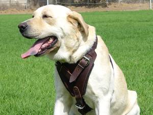 leather dog harnes for labrador retriever