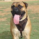 Adjustable Agitation/Protection Leather Dog Harness-Bullmastiff