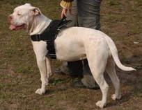 Adjustable Nylon multi-purpose dog harness for Pulling/pulling- Am-bulldog
