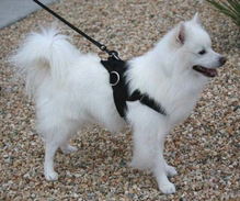 Adjustable Small Nylon multi-purpose dog harness for small breeds