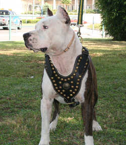 Amstaff-pitbull dog harness