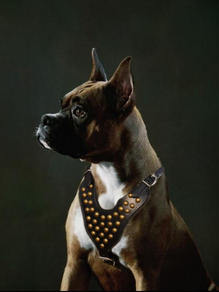 dog harness for boxer
