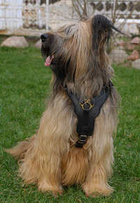 Adjustable Exclusive Luxury Handcrafted Padded Leather Dog Harness Briard
